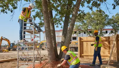 Root protection service in Littleton, CO for healthy tree care and safe root preservation
