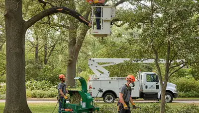 Tree disease treatment service in Littleton, CO by Arbor Tree Care for healthier, protected trees