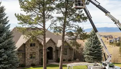 Professional tree service crew in Littleton, CO providing expert tree removal and trimming