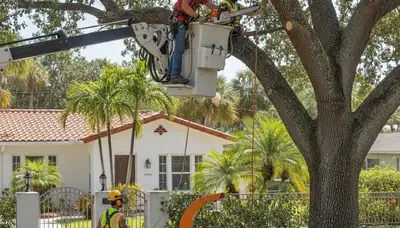 Tree service crew in Littleton, CO providing professional tree removal and trimming services