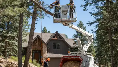 Tree service crew in Littleton, CO providing safe tree removal and trimming for residential properties