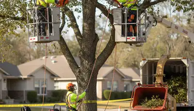 Littleton, CO tree trimming crew pruning trees for safer, healthier growth and clean shaping
