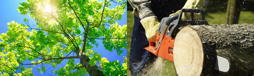 Tree Services Denver